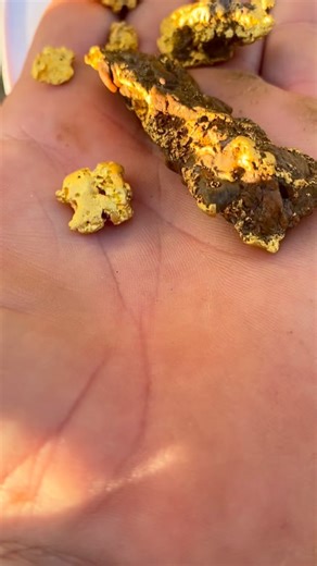 Palmer river gold 🙌 one of the most pure sources of gold world wide! Coming in at 98% it is a valuable commodity. But it’s also beautiful in its natural form. Taking on many shapes and sizes. Here are just a few ⛏️🙌 #gold #goldnuggets #aussiegoldhunters #prospecting #Palmerville #palmerriver #fnq #naturalbeauty | Andy Leahy