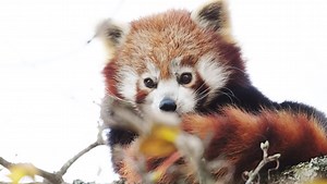 A Review of the Nikon NIKKOR Z 800mm f/6.3 VR S Lens