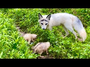 A skinny fox gave birth to her babies in my orchard. The baby foxes are very hungry. 🦊😘❤💪👍