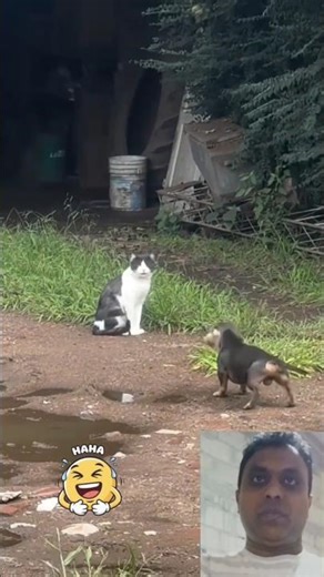 Funny Dog and Cat Fights Compilation 😂🐾#compilation #funnyanimals#youtubeshorts