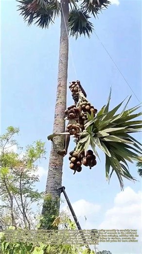 Sliding Coconuts: How a Pulley System Safely Brings Down Palm Fruit