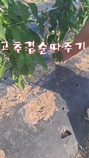 #고추곁순따주기 #고춧잎나물 #신복농장 #노루궁뎅이버섯 #금이버섯 #해풍촌노루궁뎅이버섯