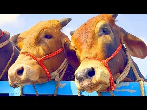 Cow Videos,গরু গরু Cow Unloading, Animal, Big Cow, Hamba Cow, Bulls & Gaia Cow Ep-51