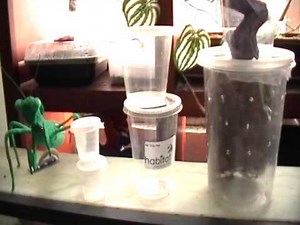 Como cuidar una mantis religiosa. (Cuidados básicos)