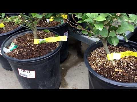Lots of Dwarf Lime and Citrus Trees at HomeDepot for $26.98
