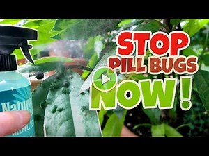 Stop Pill Bugs from Destroying Your Plants — FAST & Natural Fixes