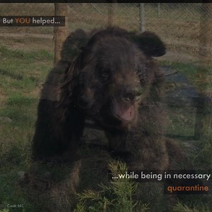 What made Pooh go from grumpy to happy? 🐻 Watch to find out how you helped turn this sweet bear’s frown upside down. 🧡🐾 Together, we can give more bears a life worth living! | World Animal Protection Australia