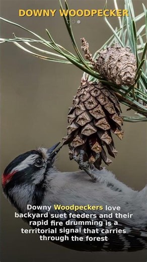 Tiny woodpecker. Same attitude as the big ones 🪹