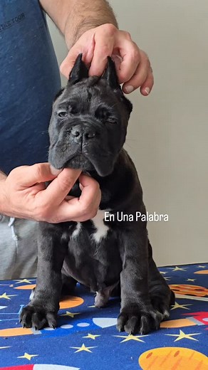 angry cute face 😅🫶🏼 Follow us for more: @enunapalabracorso CANE CORSO PUPPIES 🐶 🐾 #enunapalabracorso #canecorso_feature #canecorsolovers #canecorsoclub #canecorsolife #canecorsoeurope #canecorsopuppy #canecorsoofinsta #canecorsoworld #canecorsosofinstagram #canecorsofans #canecorsopuppiesforsale #canecorsousa #canecorsomastiff #canecorso #formentino #puppy #puppiesofinstagram #puppylove🐶 #canecorsousa #bigdog #canecorso #canecorso_past_and_present #dogsofmathias777 #dogsofinstaworld #boerb