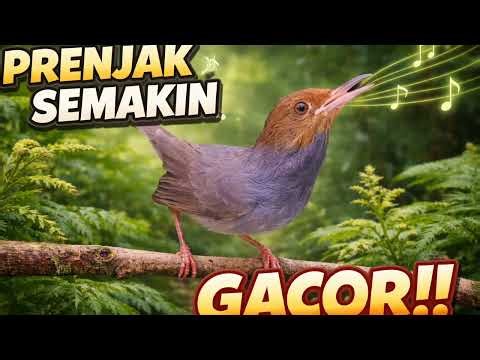 MASTERAN PRENJAK TAMU GACOR