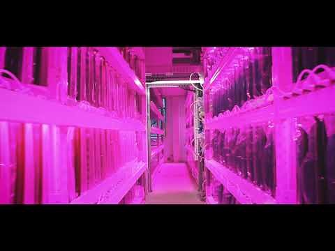 Vertical farming of high value microalgae