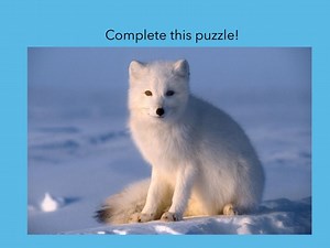 Arctic Animal Game!