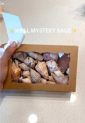 Discover Unique Shells from Sanibel Island