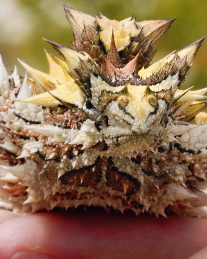 Catching Super Spiky Lizards! 🦎 | Brave Wilderness