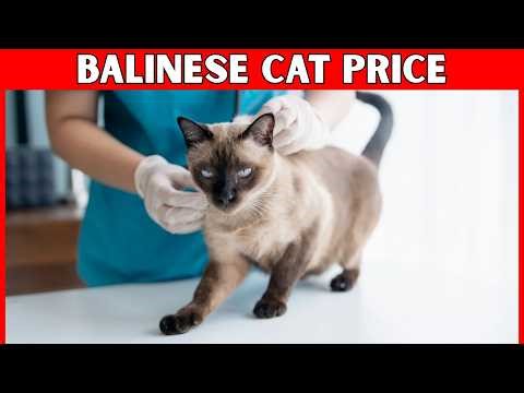 Balinese Cat Price | How Much Does a Balinese Cat Cost?