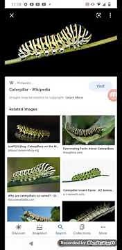 Animal Alphabet Digital Story