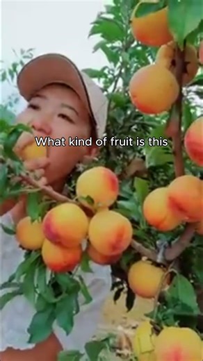 What kind of fruit is this #fruit #funny