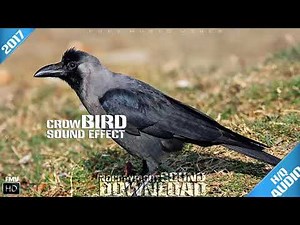 crow mating call Sound Effecr Free FMV 2017