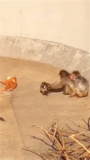 Baby Monkey’s Heart-Touching Story 😢 #shorts #hearttouching