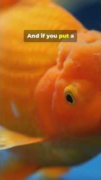 Why You Should NEVER Use a Fishbowl! #goldfish #didyouknow #interestingfacts #science #petfacts