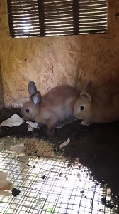 Watch rabbits on Amazon Live