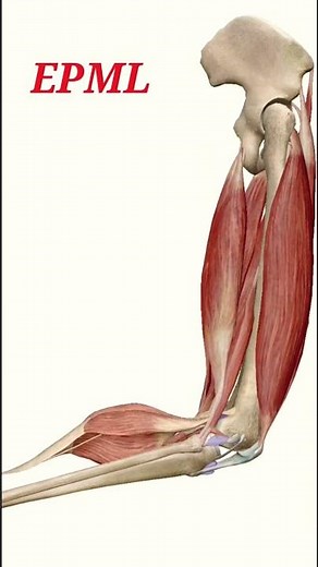 Knee Flexion💥 #mbbs #epml #animation #anatomy