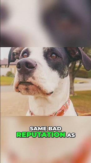 Bull Arab: A Strong Dog with a Big Heart