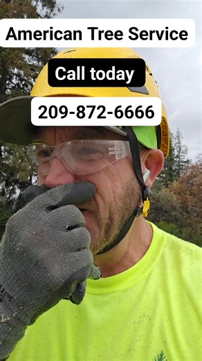 These palm trees do not heal from the galf marks made by the climbers. After years of wounding the tree, it will introduce several points of rot and eventually need to be removed for the safety of the property and clients. Call American Tree Service today for a free health evaluation. | American Tree Service