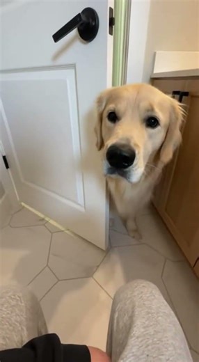 100% Good Boy, 0% Respect for Privacy.