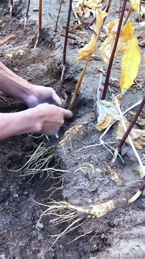 The Meticulous Process of Harvesting Large Ginseng Roots