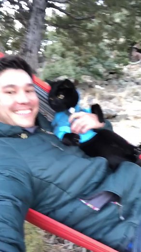 Cats: The New Best Friend of 2020