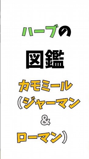 【ハーブの図鑑＃19】カモミール（ジャーマン＆ローマン） #ジャマーンカモミール #ローマンカモミール #ハーブの効能 #雑学 #カモミール