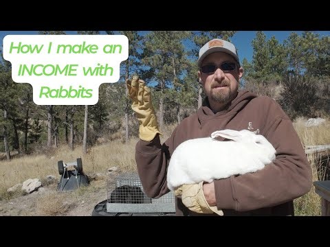 Meat Rabbits Are Paying Off!