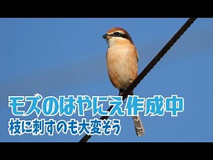 モズの早贄（はやにえ）作成中 枝に刺すのも大変そう