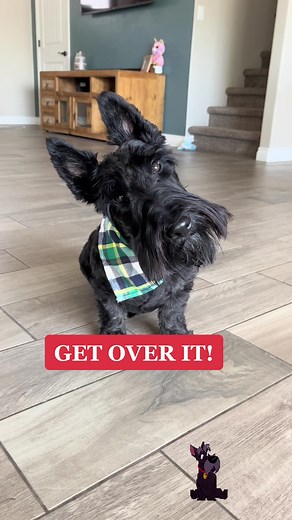 Whiskey the Scottish Terrier Memes and Lady and the Tramp Moments