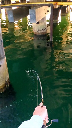 HEAVY STRUCTURE FISHING! 🎣🥵 Doesn't get much tighter than that!? #structurefishing #viral #fishing #pierfishing #fyp