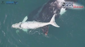 WHITE WHALE: Drone video captures a rare white baby whale playing with its mother off the coast of Australia. | ABC World News Tonight with David Muir