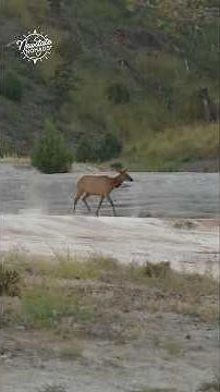 Yellowstone's Mammoth Hot Springs: A Terraced Paradise! 🏞️