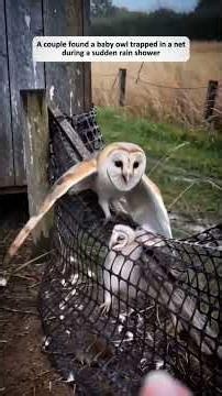 this mother owl would do anything to save her baby 🥹🥹