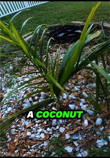 How Water Enters Coconuts: The Fascinating Process