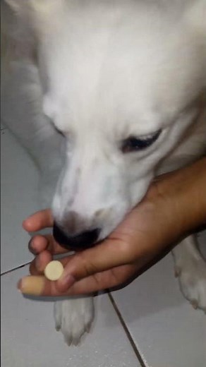 DRONTAL PLUS DOG DEWORMER TABLET #Billy