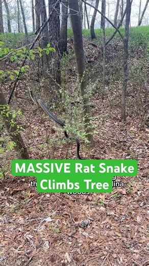 Massive Rat Snake Climbs Tree #cycling