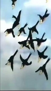 Unity is strength #cartoon #classiccartoons #animation #funnycartoon #oldcartoons