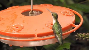 1.4K views · 124 reactions | We captured some video of a female Ruby-throated Hummingbird eating at the feeder in the Blackwater NWR Butterfly Garden. About halfway through the clip, she suddenly ducks. A large bee was trying to chase her away, but she held her ground! | Friends of Blackwater NWR | Facebook