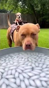 Ultimate Funny Dog Fails And Moments Compilation #Shorts 🐶