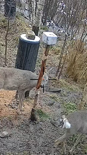 Goat Hunting in Silence — Raw Outdoor Action #hunting