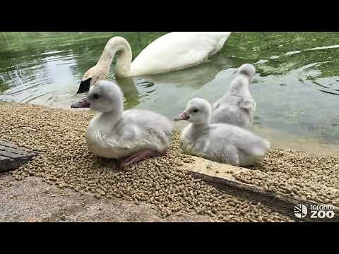 Trumpeter Swan Cygnets- June 2019