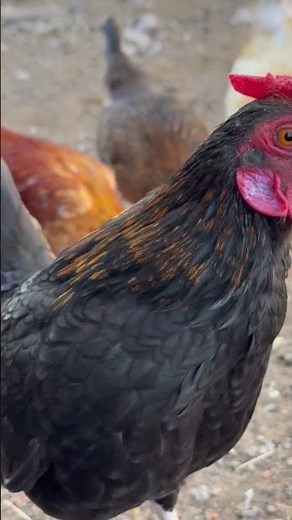 Kikiriki 🐓 #kikiriki #chicken #backyardchickens #Farming #Poltry