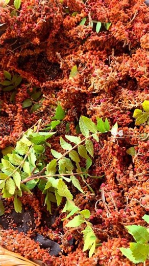 The story of the land, the story of Sumac, and the soul of every Lebanese mother