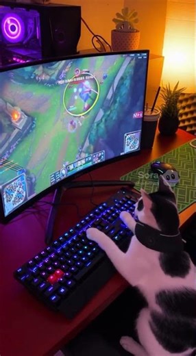 funny cute kitten ✨🔥 #funny #cat #cute #catethan #CatEthan